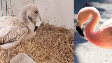Flamenco Rosa es rescatado en colonia de Campeche