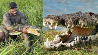 Influencer criticado por someter a un cocodrilo
