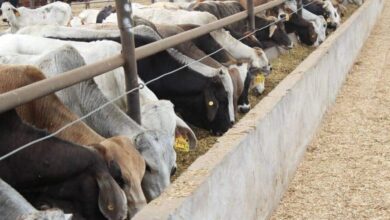 La AMEG da su opinión sobre el gusano barrenador