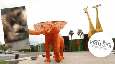 La Profepa traslada a la osa “Mina” a Hidalgo para su rehabilitación tras denuncias de maltrato