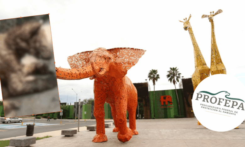 La Profepa traslada a la osa “Mina” a Hidalgo para su rehabilitación tras denuncias de maltrato