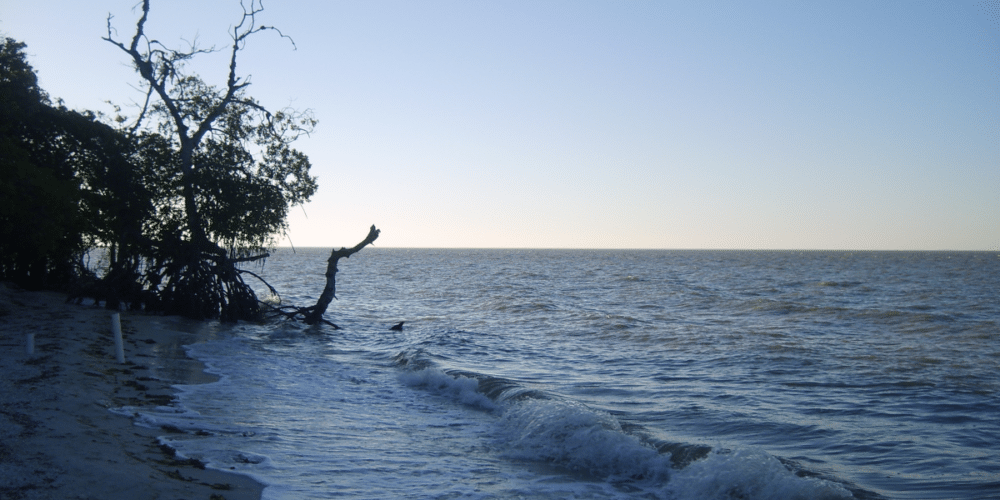 Laguna de Términos, un santuario de biodiversidad en Campeche