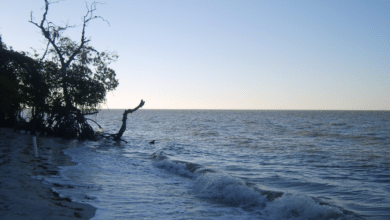 Laguna de Términos, un santuario de biodiversidad en Campeche
