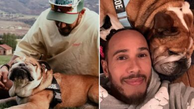 Roscoe Hamilton, ha fallecido el perrito del piloto de Fórmula 1 (Fotos de internet)