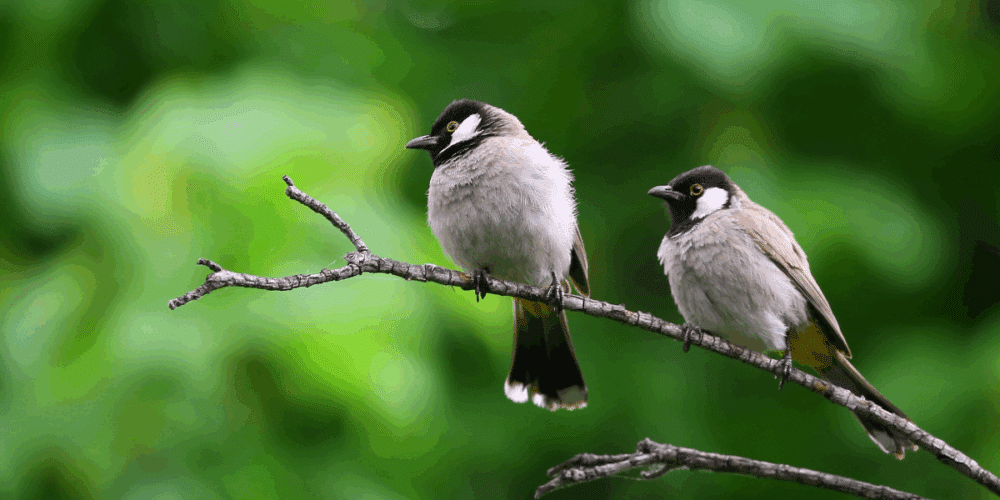 Parque Ximbal protege a 16 especies de aves ante temporada de lluvias