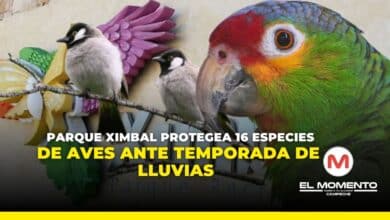 Parque Ximbal protege a 16 especies de aves ante temporada de lluvias