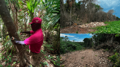 Profepa clausura predios menonitas por cambio ilegal de uso de suelo en Bacalar y José María Morelos