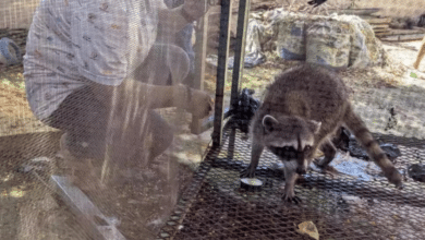 Profepa rescata dos mapaches en cautiverio en Campeche