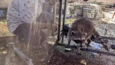 Profepa rescata dos mapaches en cautiverio en Campeche