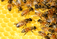 Renovación de abejas reinas fortalecerá 370 mil colmenas en Campeche