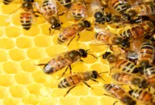 Renovación de abejas reinas fortalecerá 370 mil colmenas en Campeche
