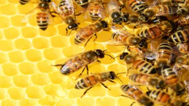 Renovación de abejas reinas fortalecerá 370 mil colmenas en Campeche