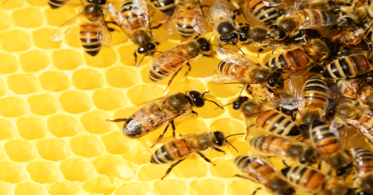 Renovación de abejas reinas fortalecerá 370 mil colmenas en Campeche