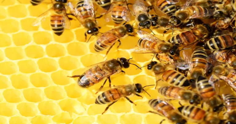 Renovación de abejas reinas fortalecerá 370 mil colmenas en Campeche
