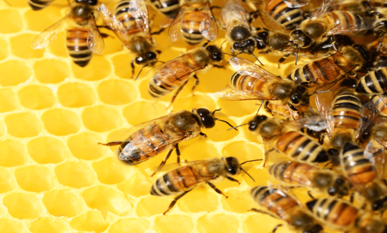 Renovación de abejas reinas fortalecerá 370 mil colmenas en Campeche