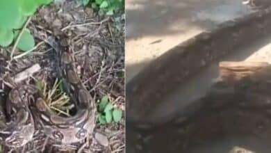Rescatan a dos boas constrictor en zona urbana de Becal, Campeche