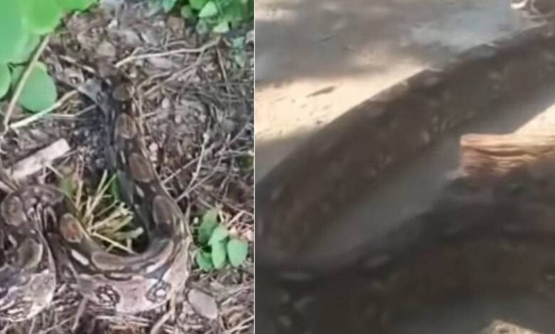 Rescatan a dos boas constrictor en zona urbana de Becal, Campeche