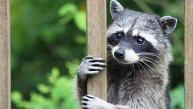 Rescatan a mapaches en vivienda de Campeche, podrían volver a su hábitat