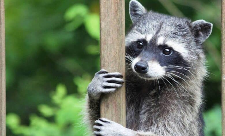 Rescatan a mapaches en vivienda de Campeche, podrían volver a su hábitat