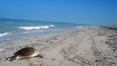 Sabancuy, la playa virgen de Campeche que enamora con su belleza natural