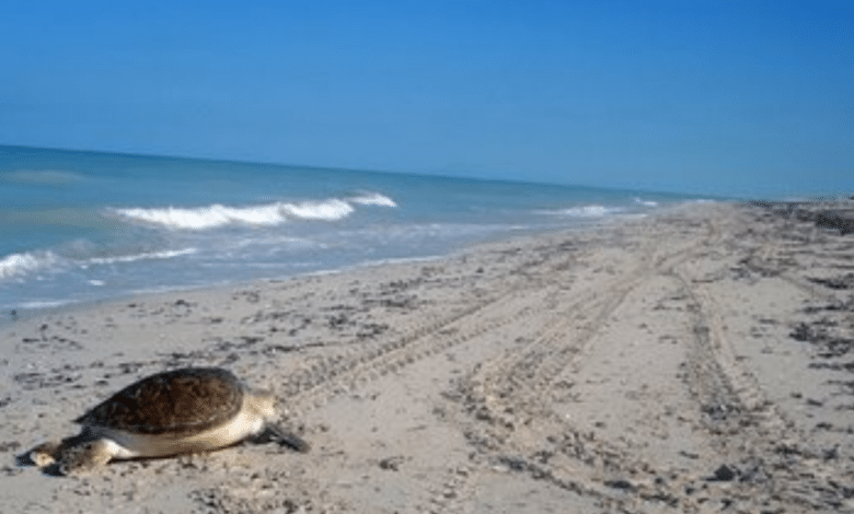Sabancuy, la playa virgen de Campeche que enamora con su belleza natural