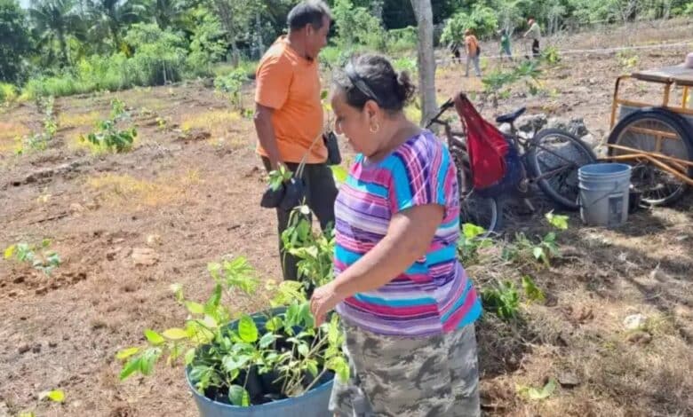 Sembrando Vida Plantan más de 4,500 árboles en Pomuch, Campeche