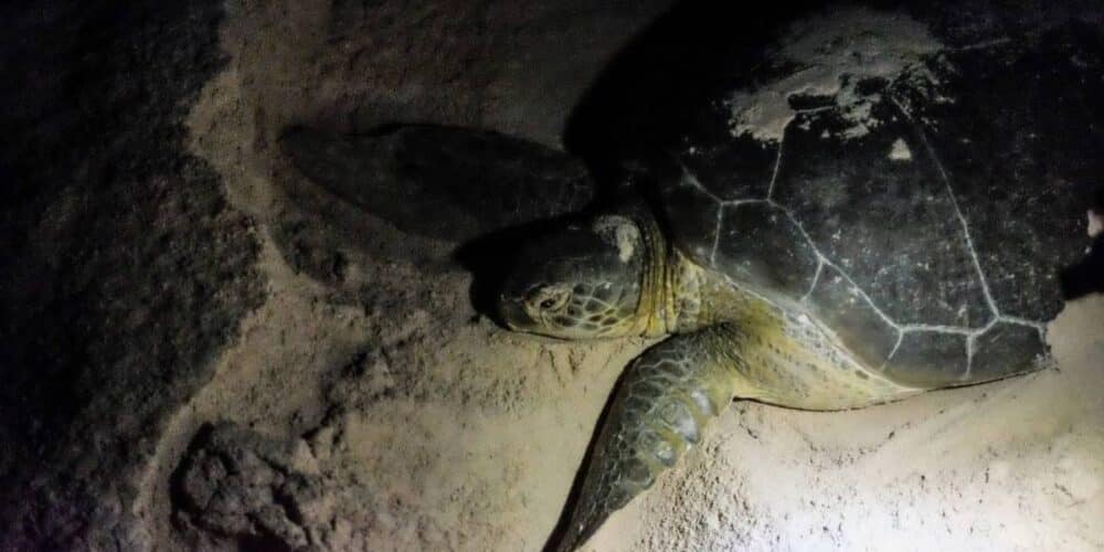 Tortugas marinas en Campeche con gran protección