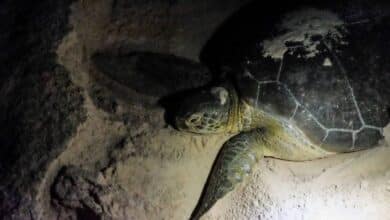 Tortugas marinas en Campeche con gran protección