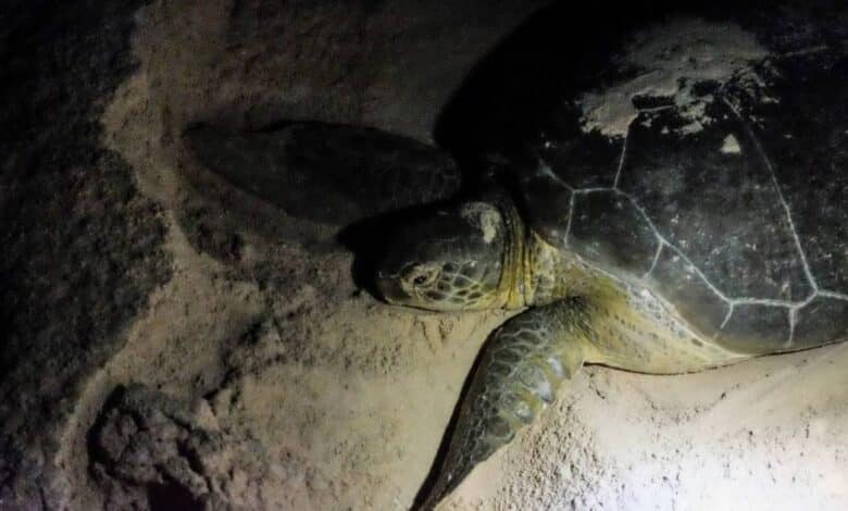 Tortugas marinas en Campeche con gran protección