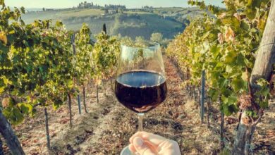 Viñedos en Chile Una ruta del vino desde América del Sur