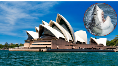 Un ataque de tiburón en Long Reef Beach dejó a un hombre muerto y provocó el cierre de varias playas en Sídney.