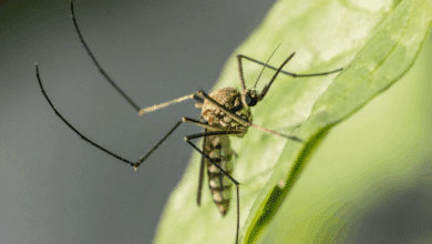 Alerta por posible repunte de dengue en Campeche