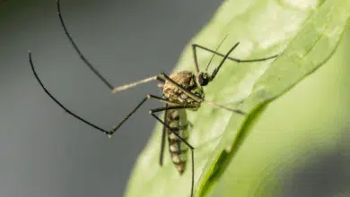 Alerta por posible repunte de dengue en Campeche