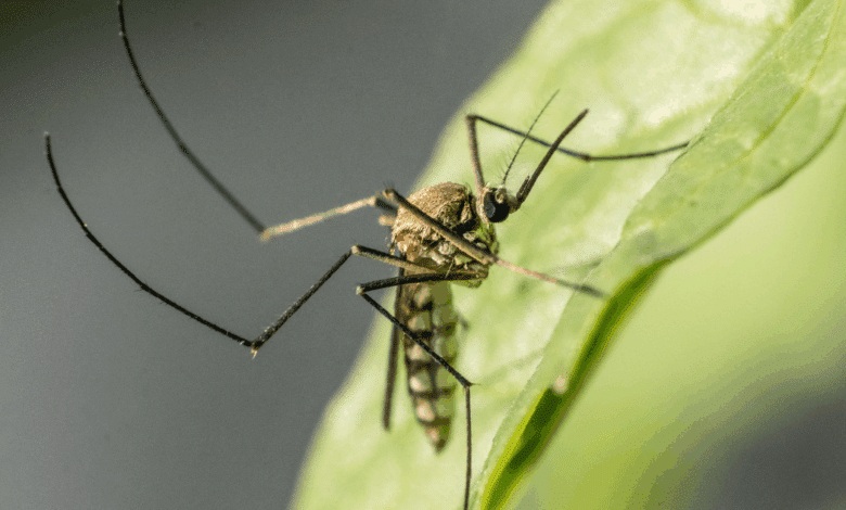 Alerta por posible repunte de dengue en Campeche