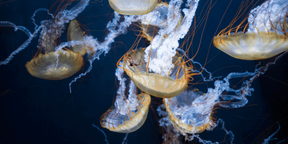 Alertan por presencia de medusas ‘agua mala’ en balnearios de Carmen