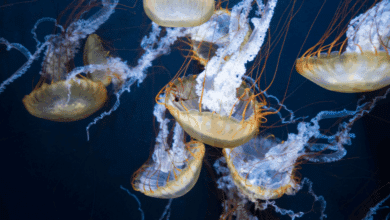 Alertan por presencia de medusas ‘agua mala’ en balnearios de Carmen