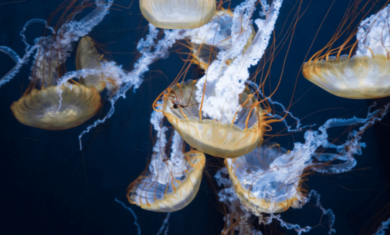 Alertan por presencia de medusas ‘agua mala’ en balnearios de Carmen