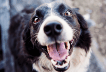 Algunos perros podrían ser “adictos a la pelota”, advierte la ciencia