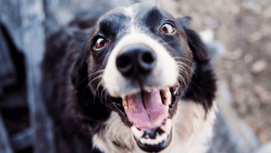 Algunos perros podrían ser “adictos a la pelota”, advierte la ciencia