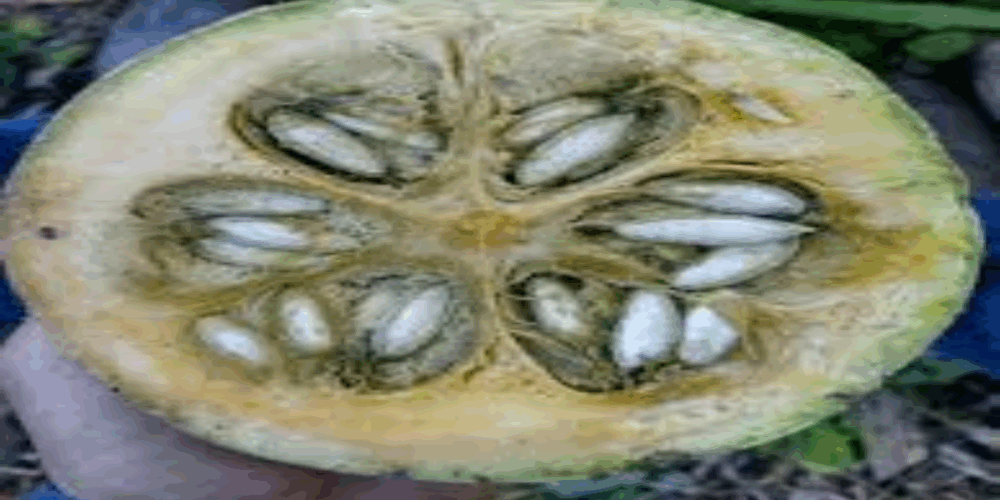 Cae el precio de la chigua en Hopelchén; coyotes se benefician de la situación 1