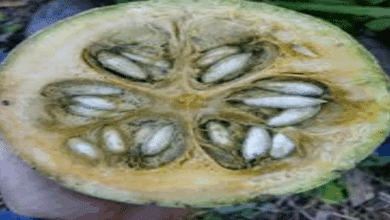 Cae el precio de la chigua en Hopelchén; coyotes se benefician de la situación 1