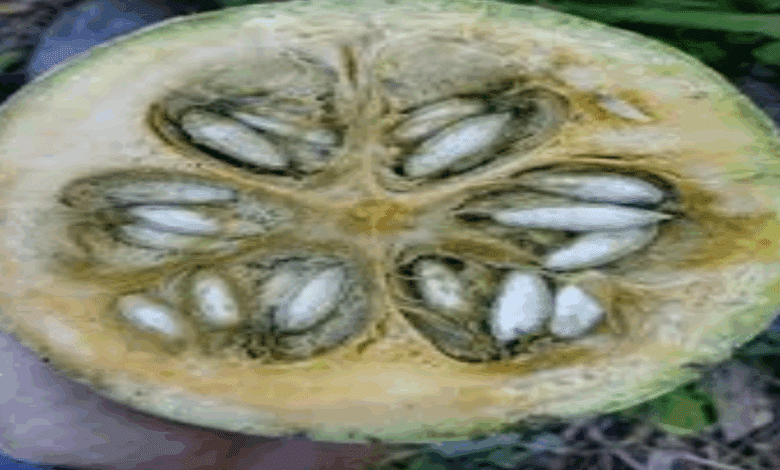 Cae el precio de la chigua en Hopelchén; coyotes se benefician de la situación 1