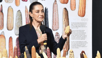 Campeche impulsa la soberanía alimentaria al sumarse al plan ‘Sin Maíz No Hay País’