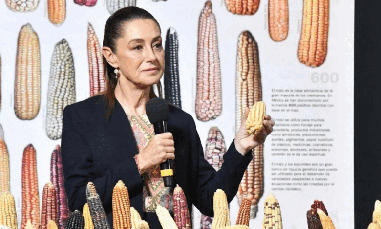 Campeche impulsa la soberanía alimentaria al sumarse al plan ‘Sin Maíz No Hay País’