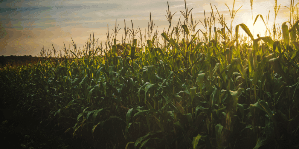 Campesinos de Hopelchén marcharán por un precio justo del maíz en Campeche