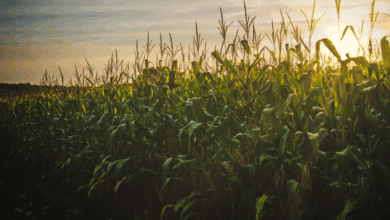 Campesinos de Hopelchén marcharán por un precio justo del maíz en Campeche