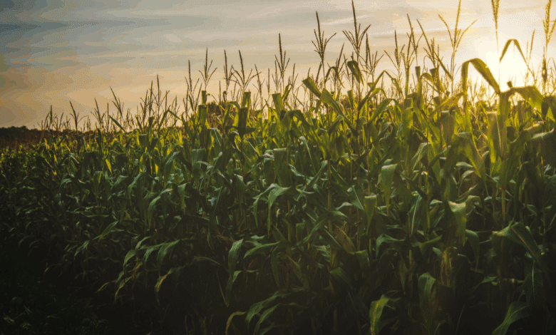 Campesinos de Hopelchén marcharán por un precio justo del maíz en Campeche