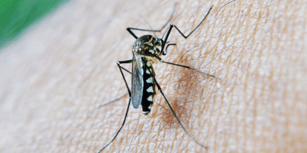 Claudia Sheinbaum destina más de 18 millones de pesos para reforzar acciones contra el dengue en Campeche