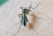 Claudia Sheinbaum destina más de 18 millones de pesos para reforzar acciones contra el dengue en Campeche