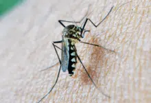 Claudia Sheinbaum destina más de 18 millones de pesos para reforzar acciones contra el dengue en Campeche